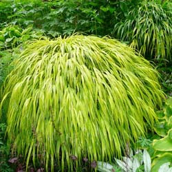 Herbe du Japon 'Aureola' / Hakonechloa macra 'Aureola'